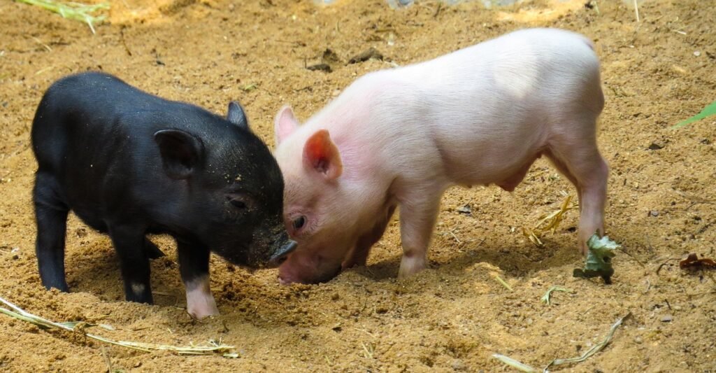 animal, pig, piglet-2530930.jpg